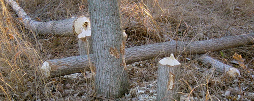 Trees gnawed by Beaver