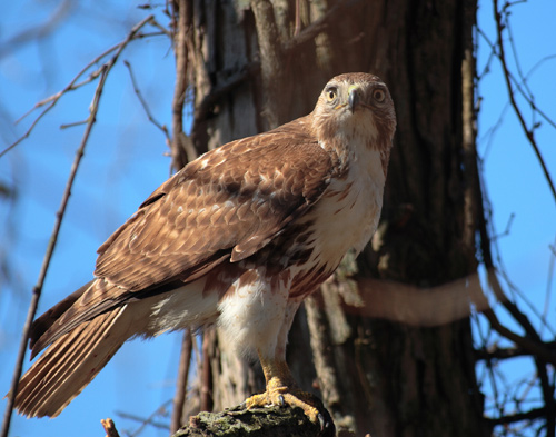 red tail hawk sounds .mp3