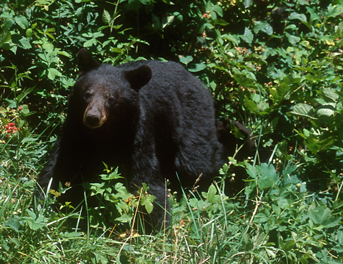 Black Bear Classification