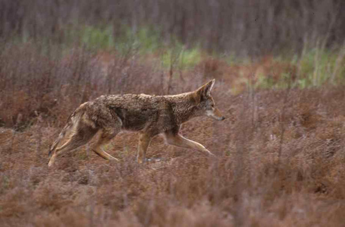 coyote sounds mp3