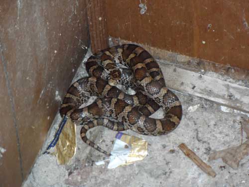 milk snake