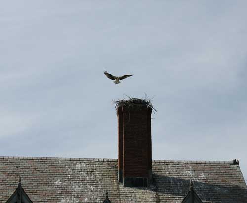 osprey and nest