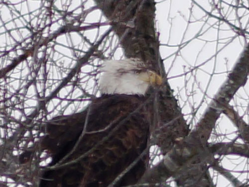 bald eagle