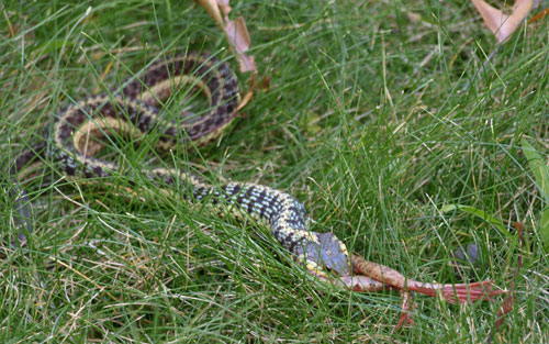 garter snake eating frog