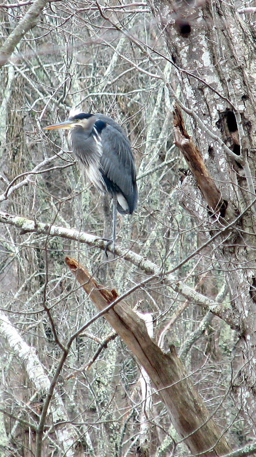 Great Blue Heron