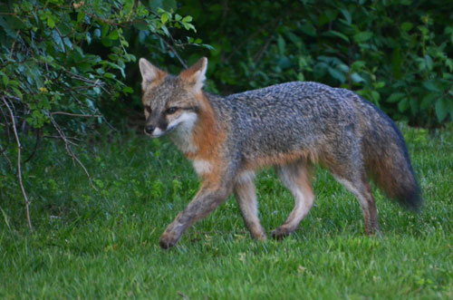 gray fox