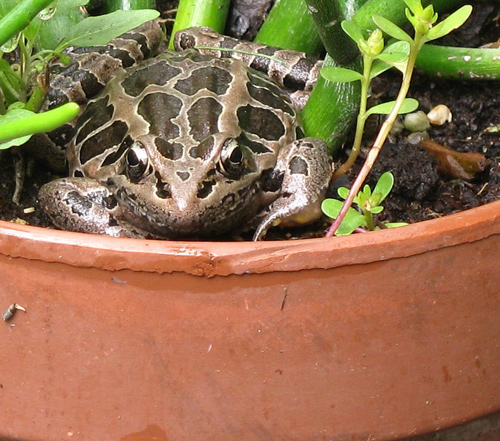 Pickerel frog in a flowerpot