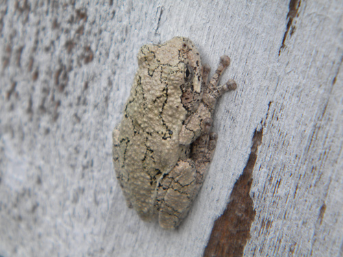 Grey tree frog on house