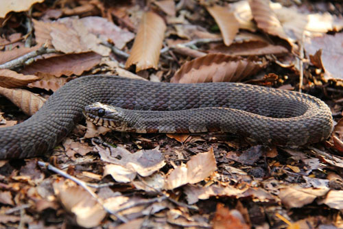 northern watersnake