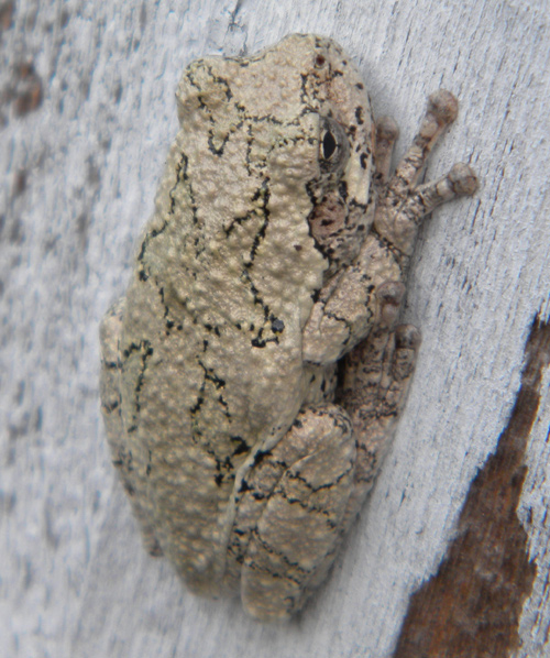 Gray treefrog on a house