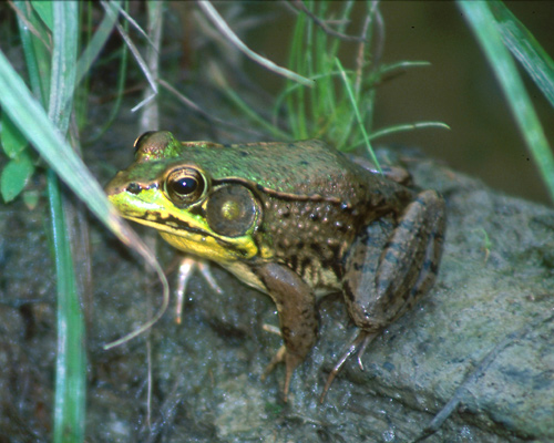 Green Frog