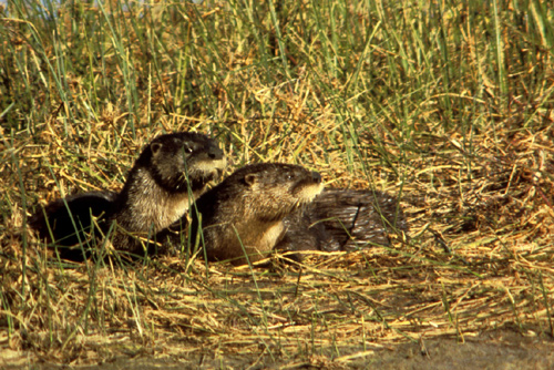 Northern River Otters