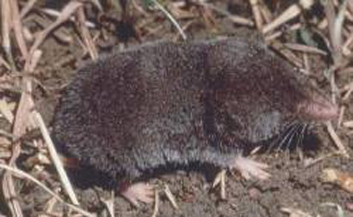 Northern short-tailed shrew