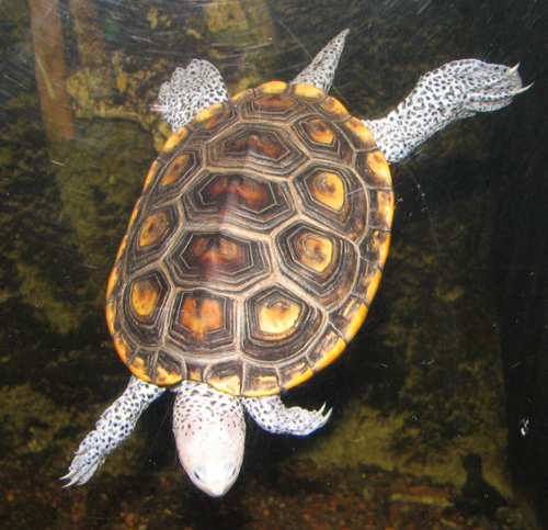 Northern Diamondback Terrapin