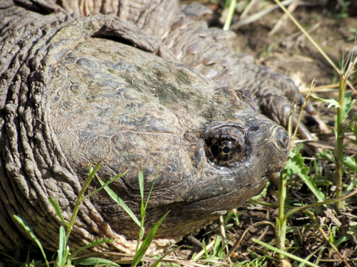 Snapping turtle head