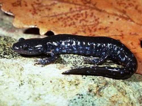 Black Spotted Salamander