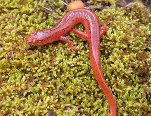 Northern Spring Salamander