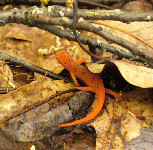 Red-spotted Newt red eft stage