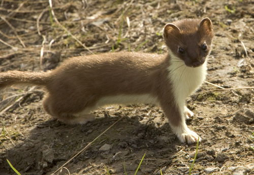 Short-tailed Weasel and Long-tailed Weasel
