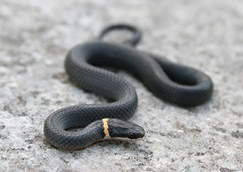 black snake with yellow stripe on head