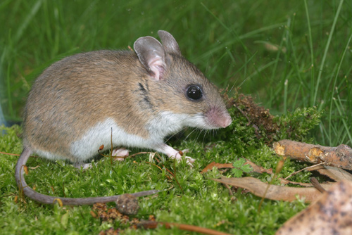 house mouse vs deer mouse